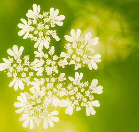 HOW TO GROW HERBS IN TEXAS?