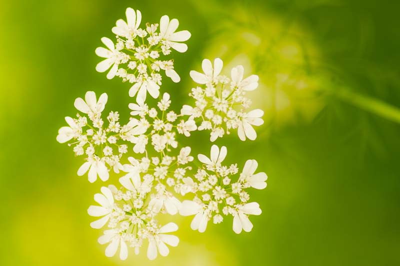 HOW TO GROW HERBS IN TEXAS?