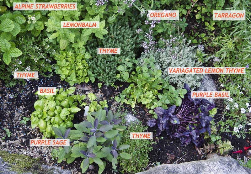 Herbmap_