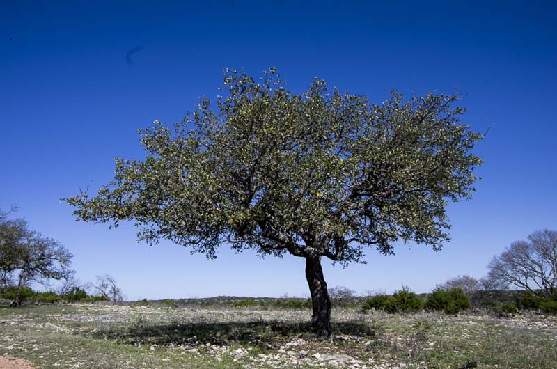 Texas Oak_