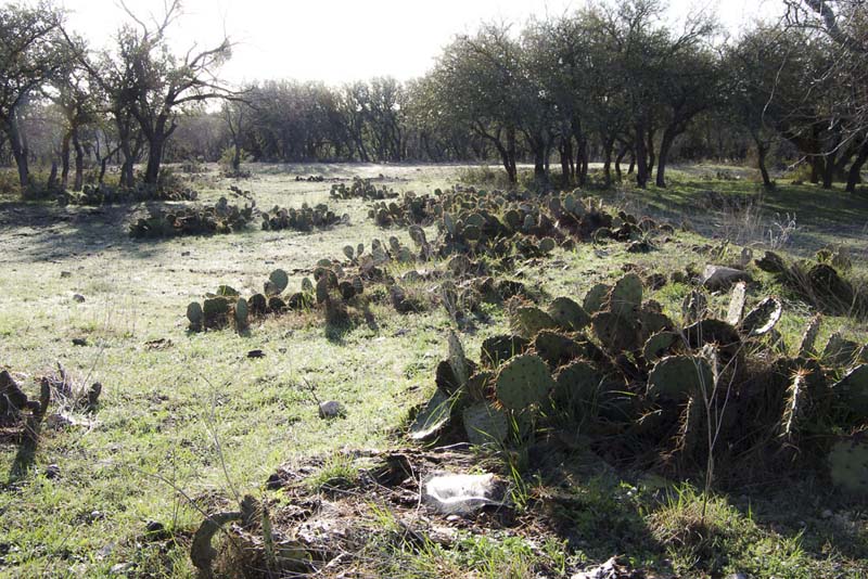 Prickly Pears_