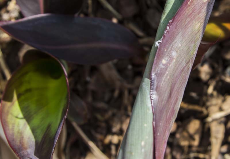 Leafrollers inside canna_