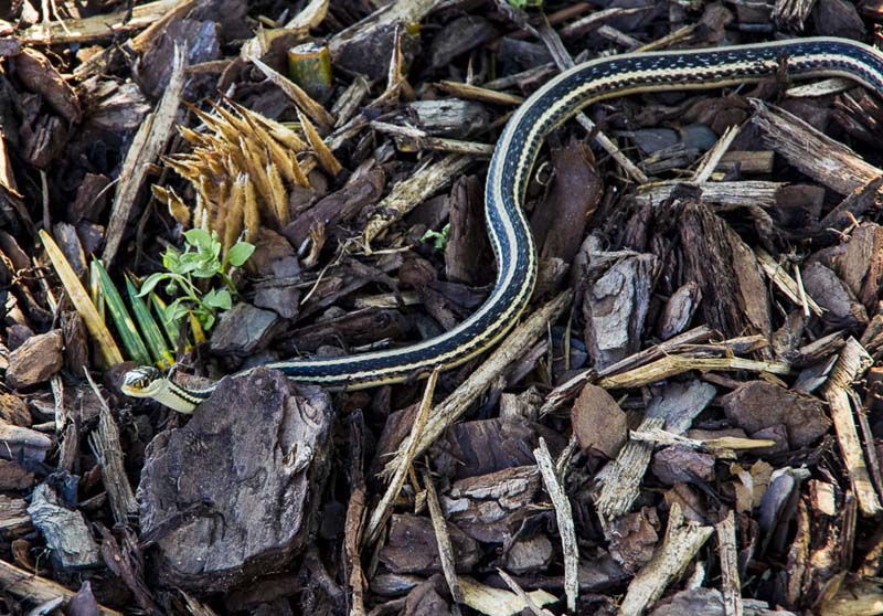 Garter snake_