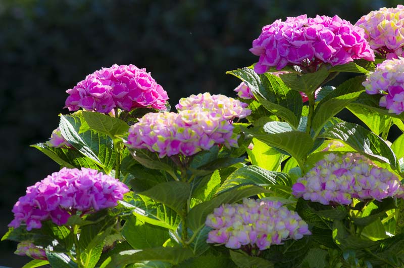 Du kan endre fargen på Hortensiaen din ved å gjøre jorden surere. Surere jord gir blå blomster._