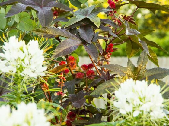 GET A TROPICAL LOOK IN YOUR GARDEN FOR A FEW BUCKS