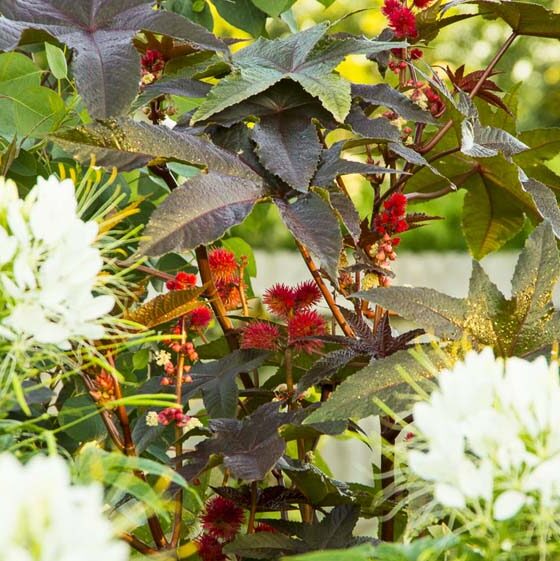 GET A TROPICAL LOOK IN YOUR GARDEN FOR A FEW BUCKS