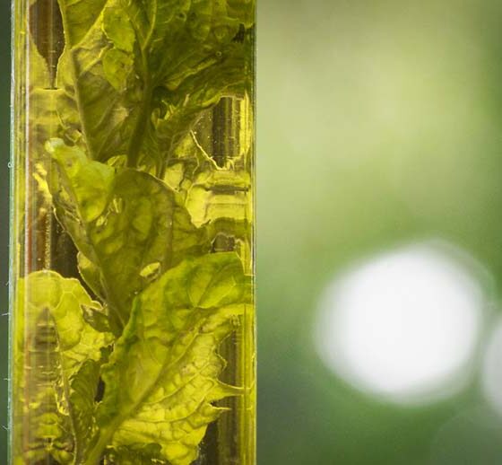 HOW TO MAKE YOUR OWN SPICED OLIVE OIL