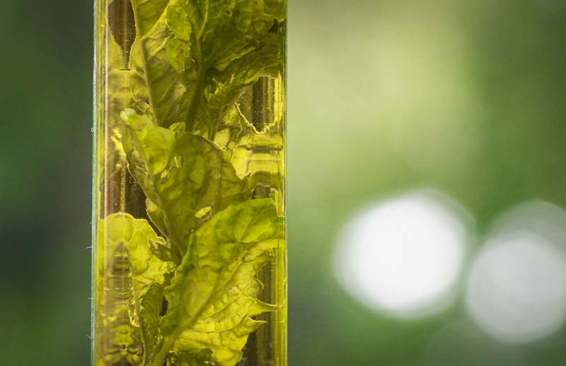 HOW TO MAKE YOUR OWN SPICED OLIVE OIL