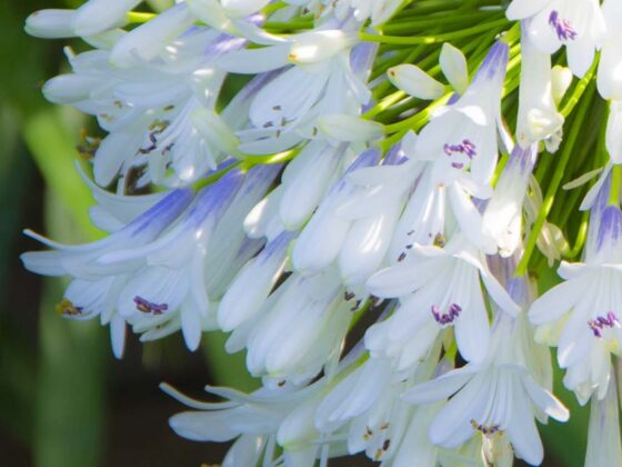 AGAPANTHUS WITH A TWIST