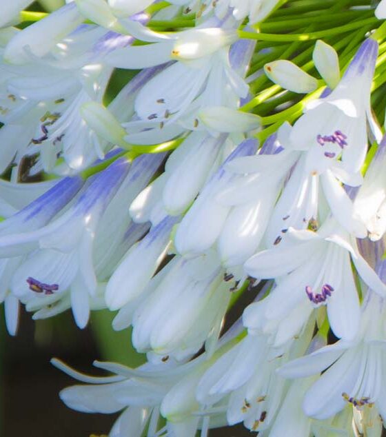 AGAPANTHUS WITH A TWIST