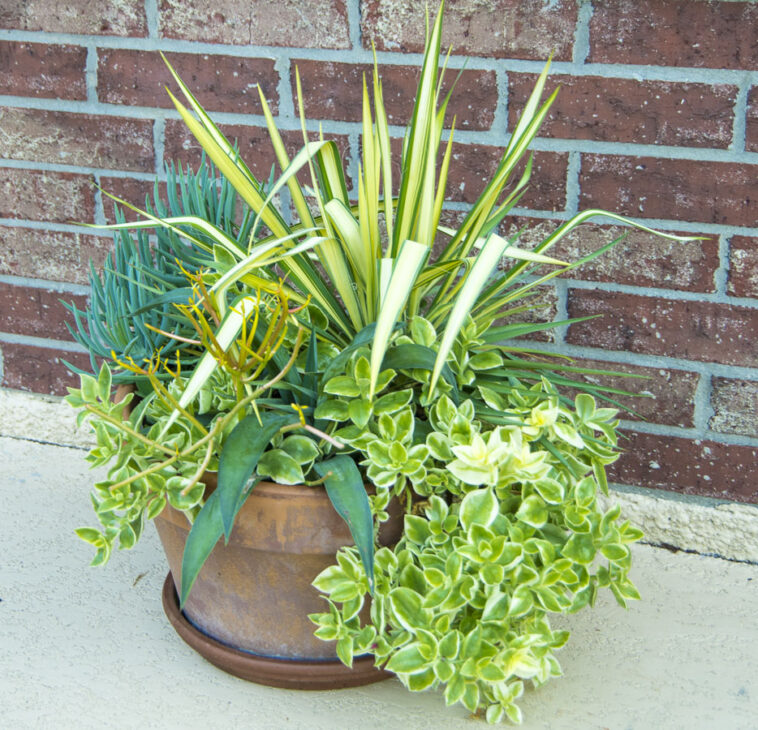 Succulentcontainer_may_