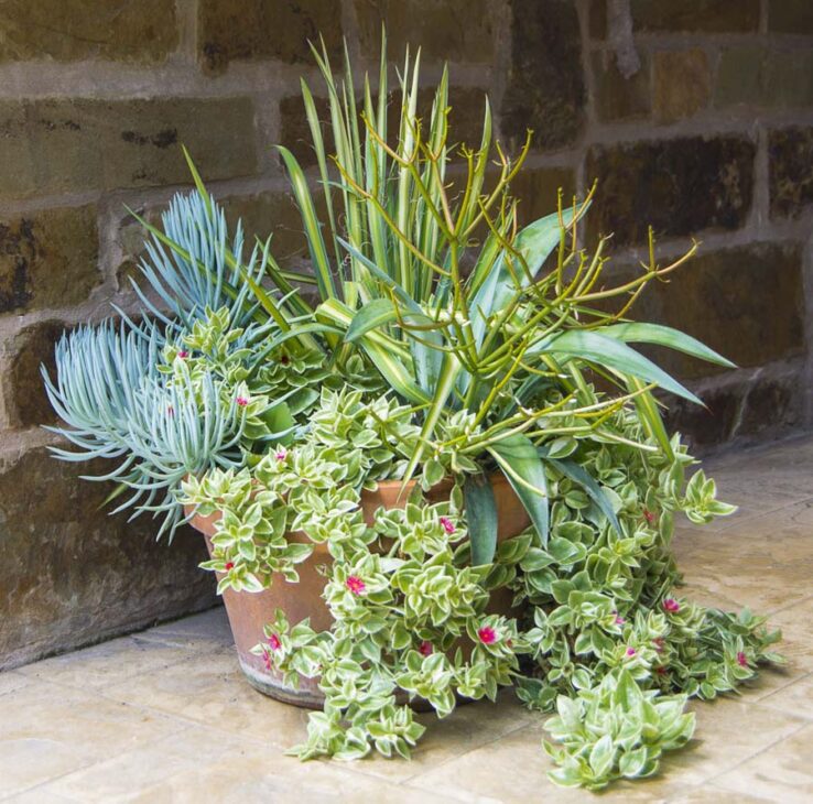Succulentcontainer june_