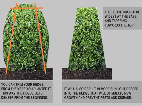 HOW TO TRIM A HEDGE