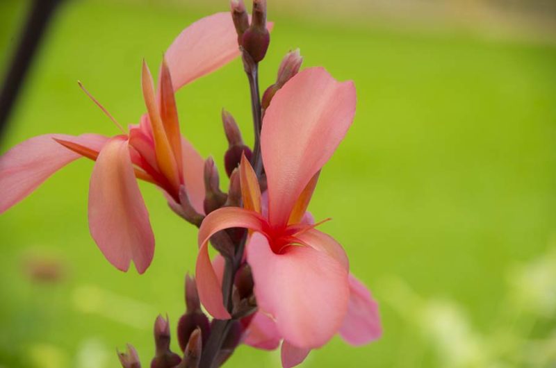 Canna Blueberry Sparkler flower