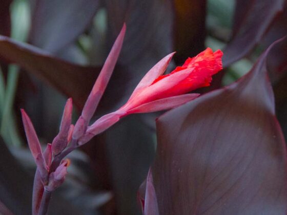 TIME FOR THE HOLIDAY CANNA CLEAN UP