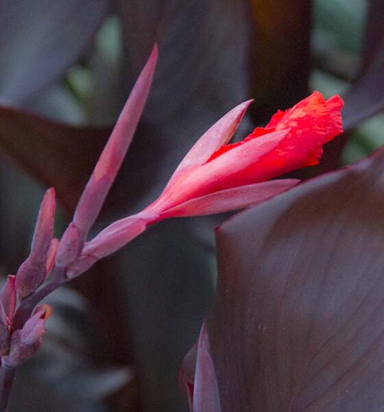 TIME FOR THE HOLIDAY CANNA CLEAN UP