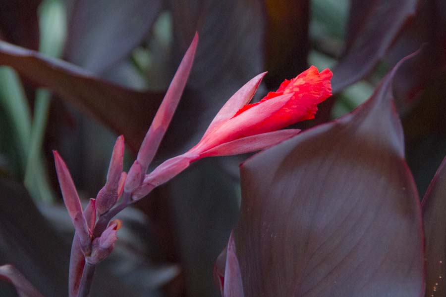 TIME FOR THE HOLIDAY CANNA CLEAN UP