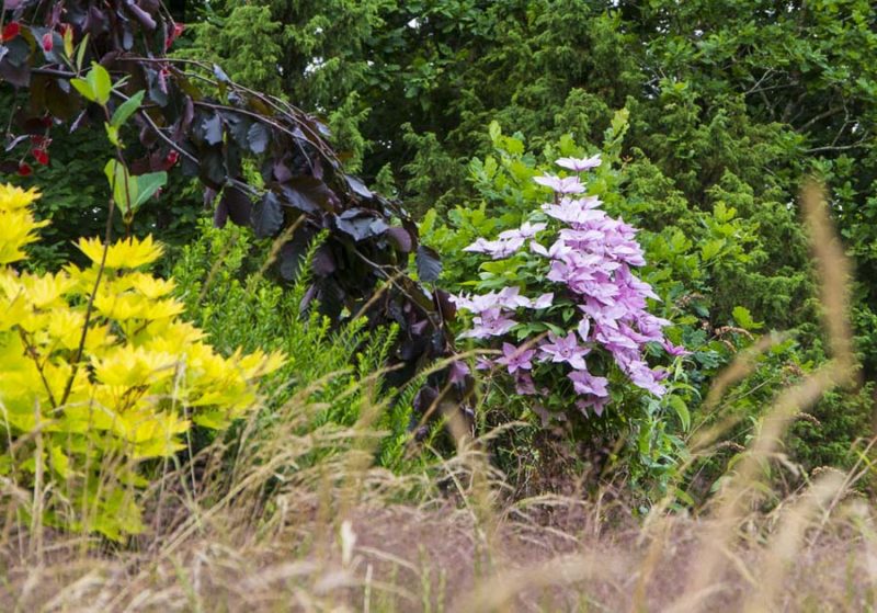 From lawn to meadow_