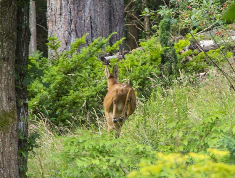 Deer_