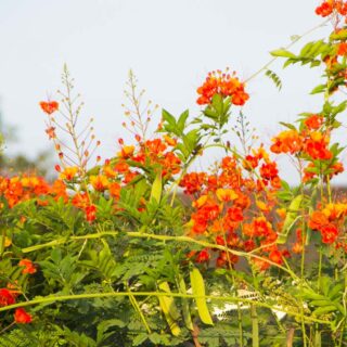 TIME FOR THE HOLIDAY CANNA CLEAN UP