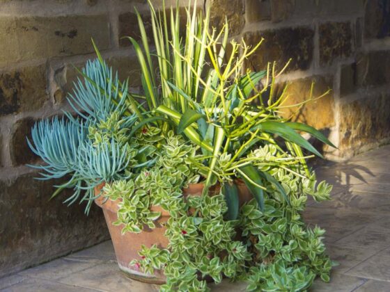 SUCCULENT CONTAINER