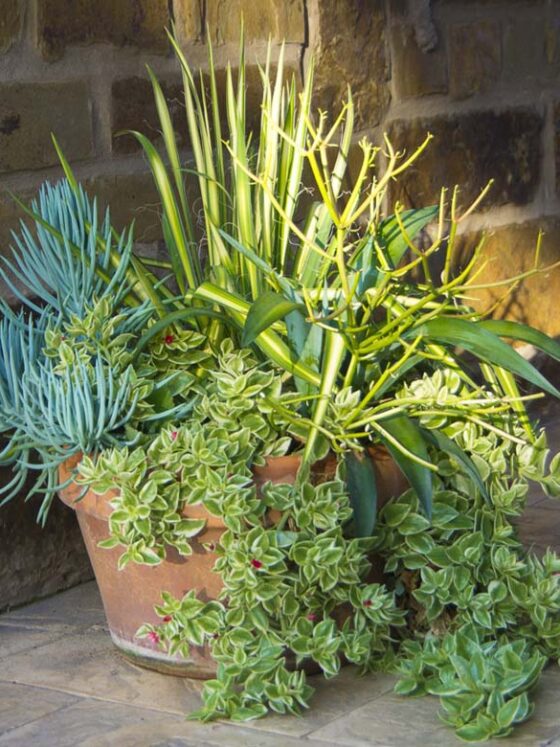 SUCCULENT CONTAINER