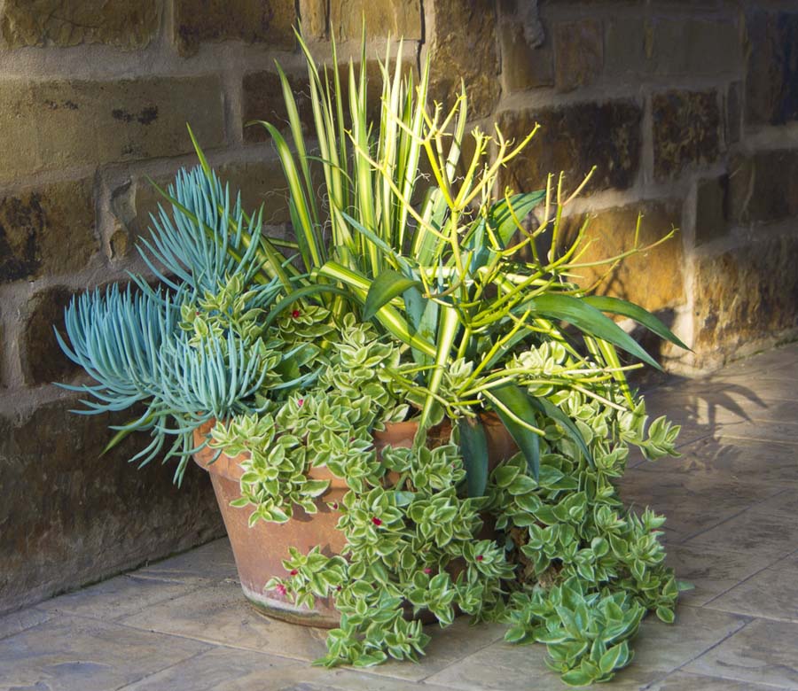 SUCCULENT CONTAINER