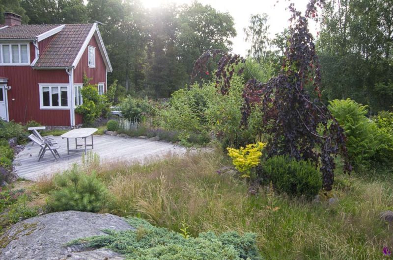 Overgrown garden_