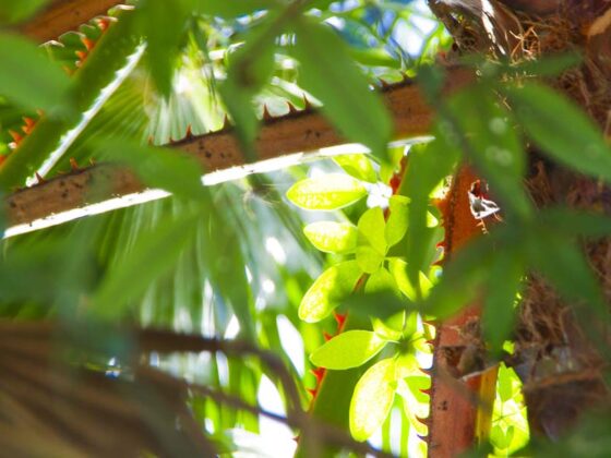 WHERE DID I GO WRONG WITH MY CLIMBING PLANTS?