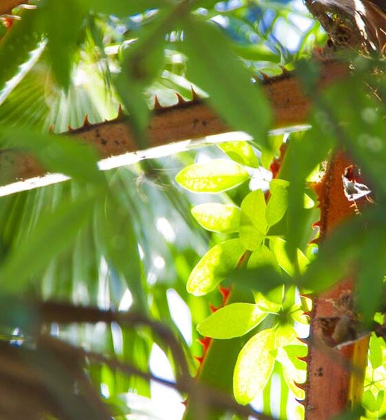 WHERE DID I GO WRONG WITH MY CLIMBING PLANTS?
