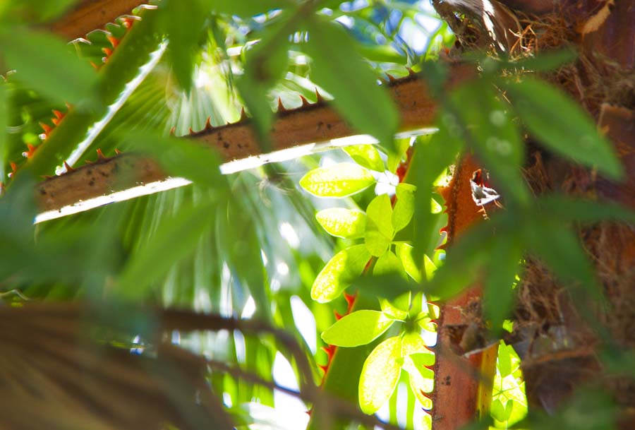 WHERE DID I GO WRONG WITH MY CLIMBING PLANTS?