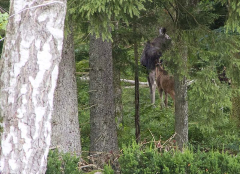 elk_