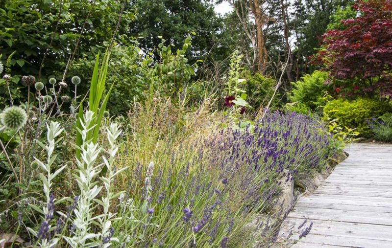 Owergrown flowerbed with lavender_