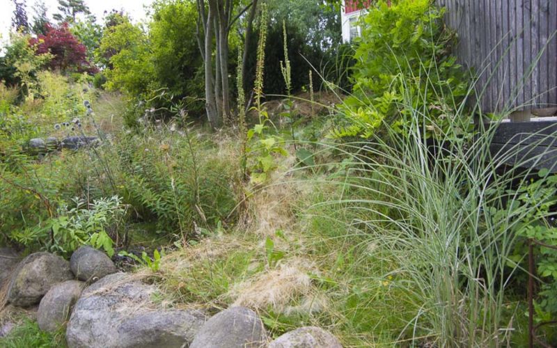 Flowerbed overgrown_