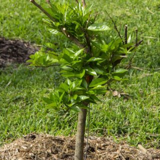 CASUALITIES IN THE GARDEN