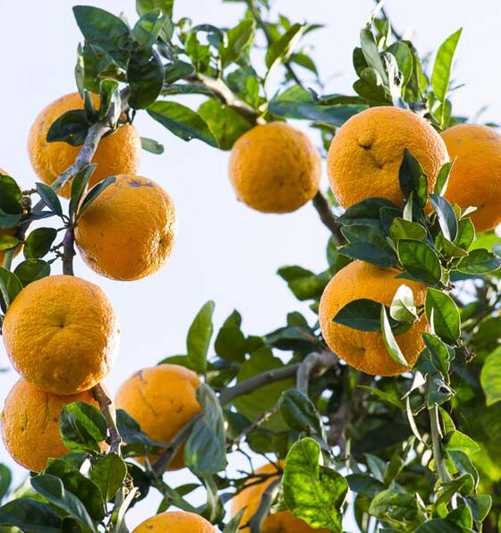 HUNTING FOR CITRUS TREES
