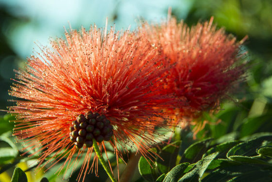 CASUALITIES IN THE GARDEN