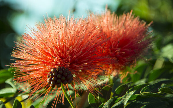 CASUALITIES IN THE GARDEN