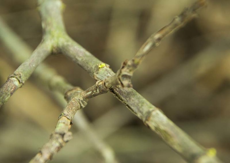 Tiny buds on Gardenia