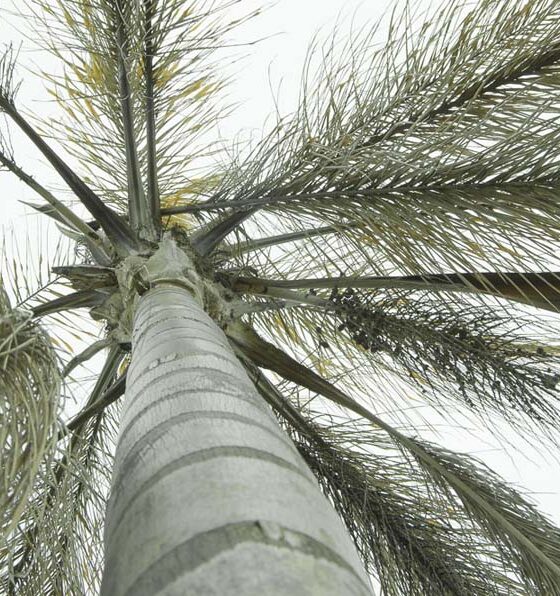 HOW TO MINIMIZE AND PREVENT FURTHER DAMAGES AFTER THE GARDENFREEZE
