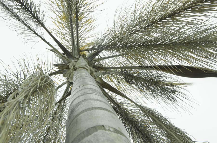 HOW TO MINIMIZE AND PREVENT FURTHER DAMAGES AFTER THE GARDENFREEZE
