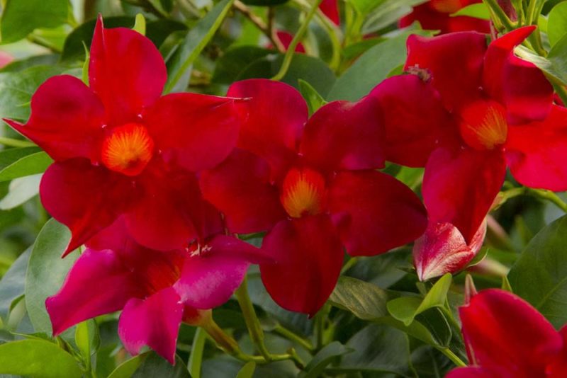 Mandevilla vine