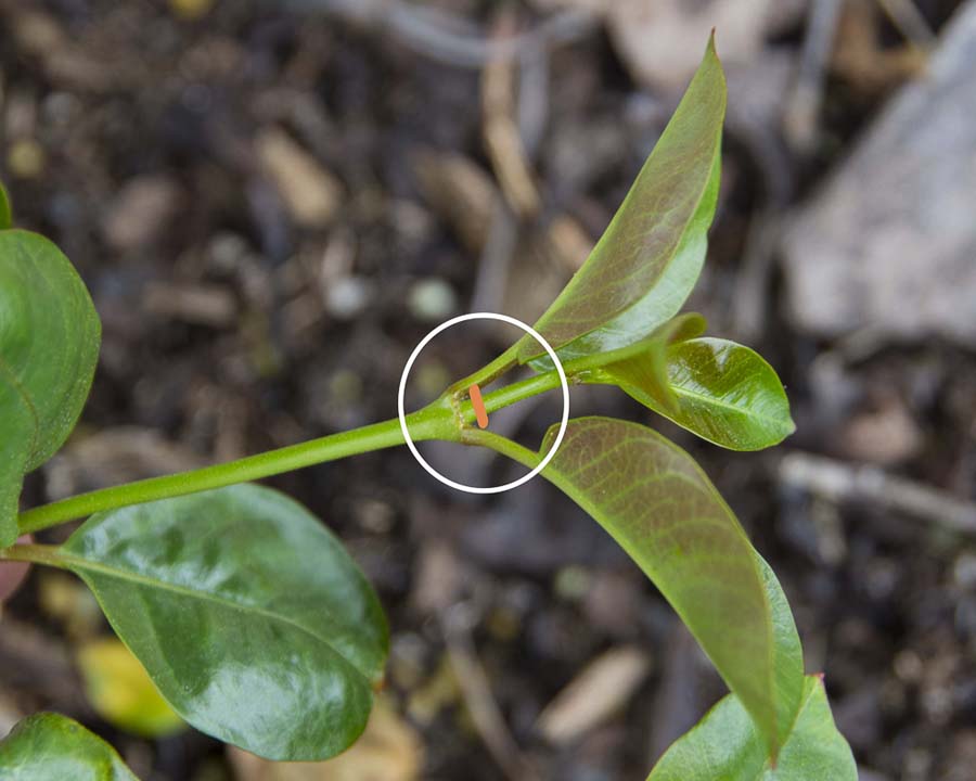 Pinch shoots mandevilla