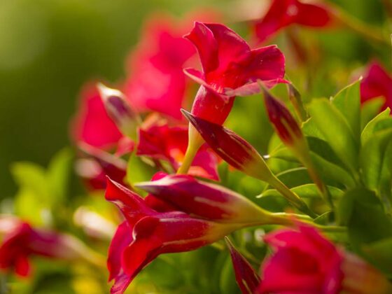 THE MAGNIFICENT MANDEVILLA