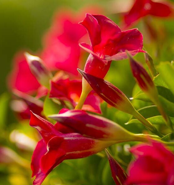 THE MAGNIFICENT MANDEVILLA