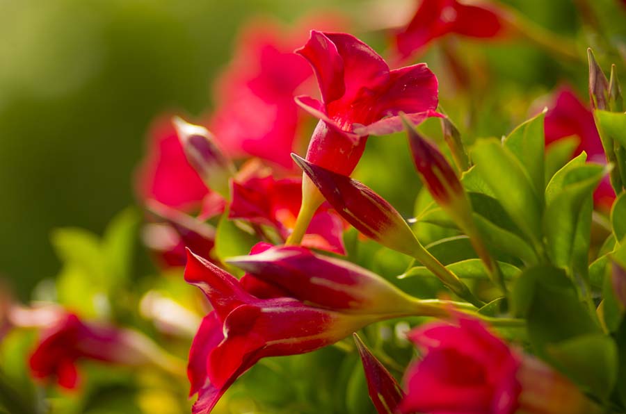 THE MAGNIFICENT MANDEVILLA