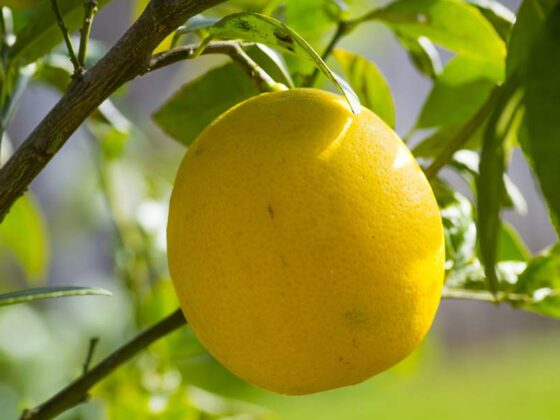 HOW TO PLANT CITRUS TREES