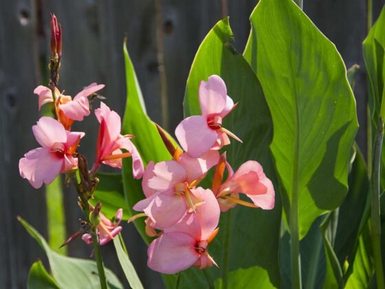 HOW TO PREPARE CANNA FOR SPRING
