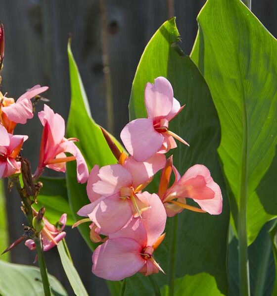 HOW TO PREPARE CANNA FOR SPRING