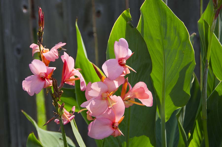 HOW TO PREPARE CANNA FOR SPRING